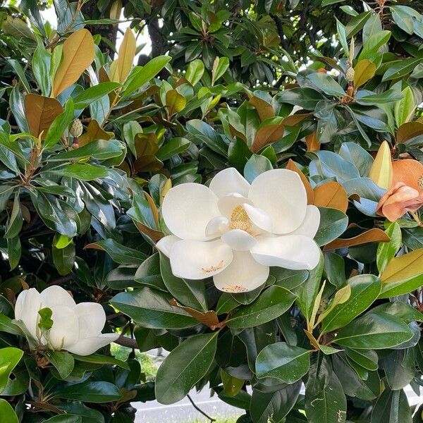 Magnolia virginiana Floro