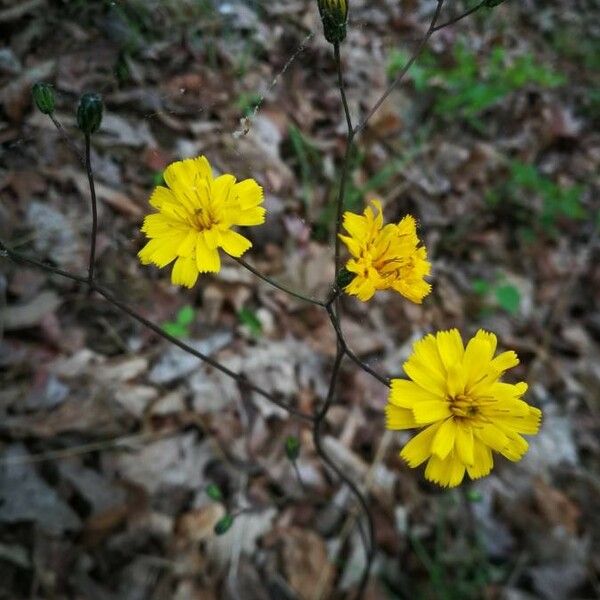 Hieracium venosum Flower