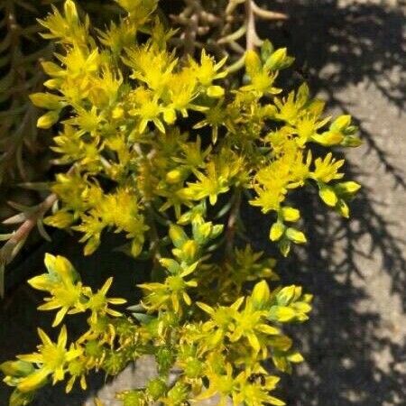 Sedum sexangulare Цветок