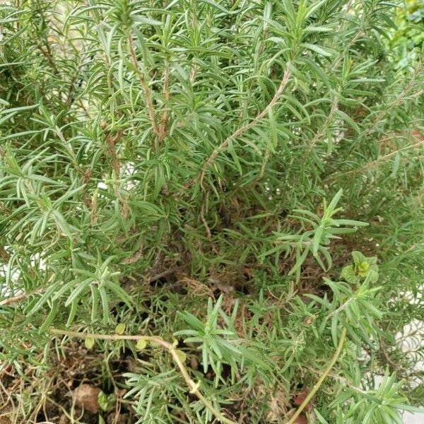 Lavandula dentata Leaf