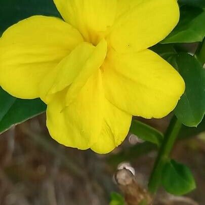 Jasminum mesnyi Bloem