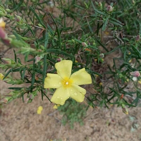 Cistus calycinus Çiçek