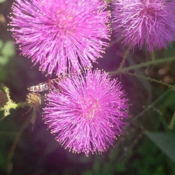 Mimosa quadrivalvis Flower