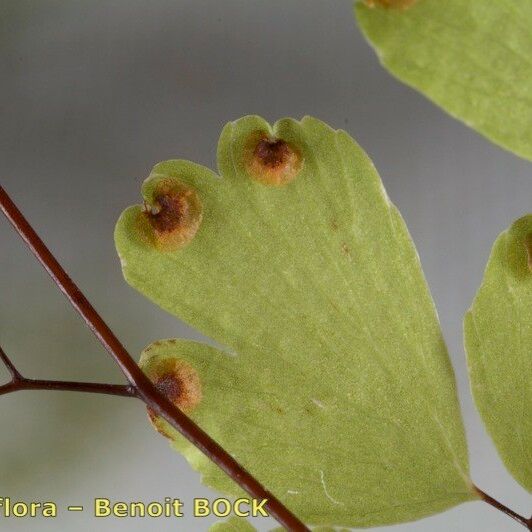 Adiantum raddianum Leaf