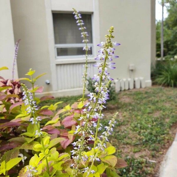 Solenostemon scutellarioides Blüte