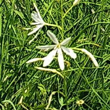 Anthericum liliago 花