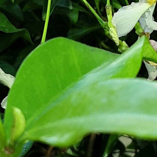 Trachelospermum jasminoides Blad