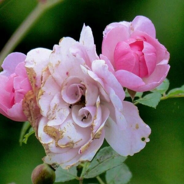 Rosa gallica Flower