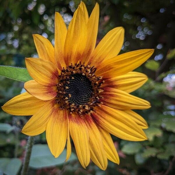 Helianthus debilis Žiedas