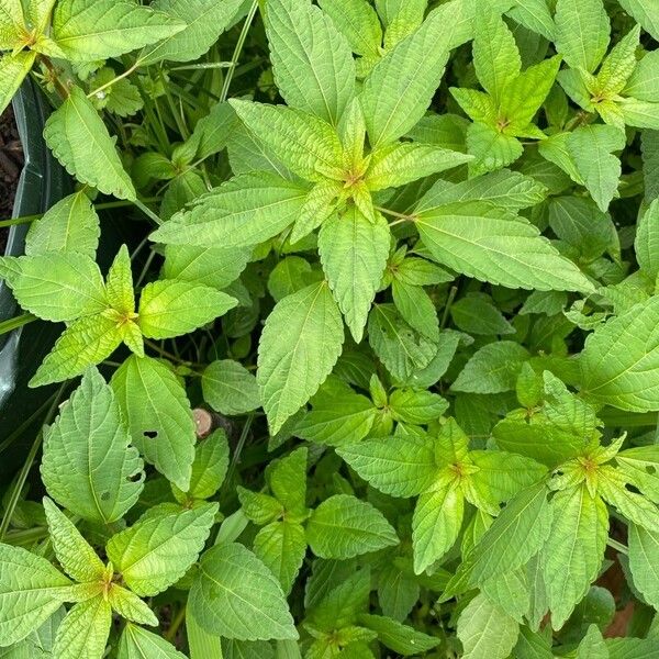 Acalypha virginica Leaf