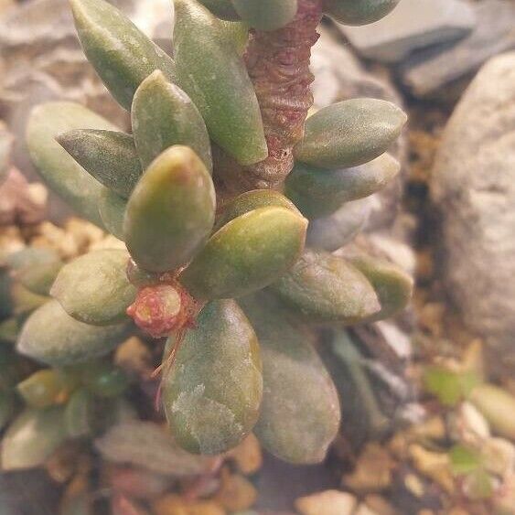 Adromischus schuldtianus Frunză