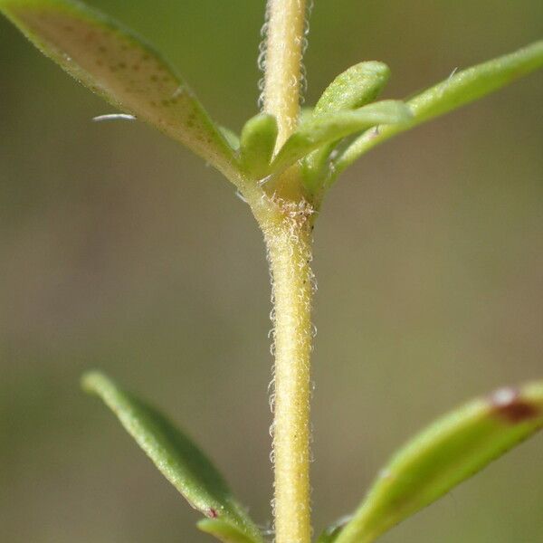 Thymus embergeri പുറംതൊലി