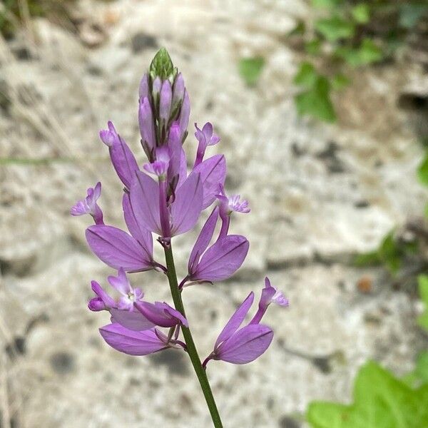 Polygala major Fleur