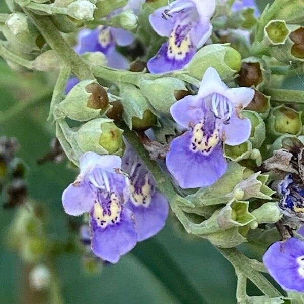 Vitex negundo 花