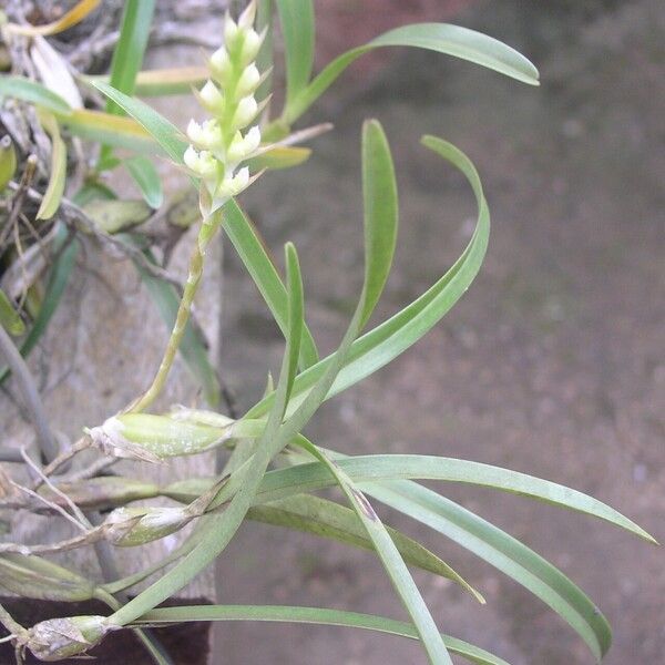 Bulbophyllum bifarium Alkat (teljes növény)