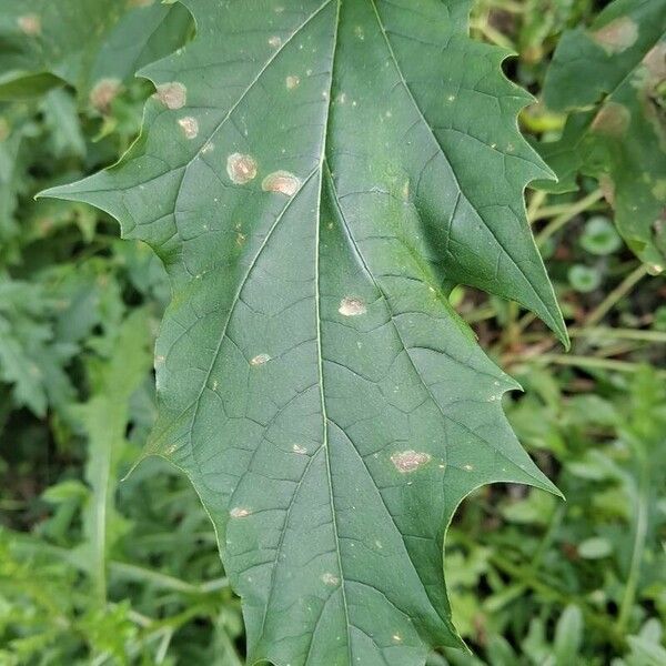 Datura ferox Leaf