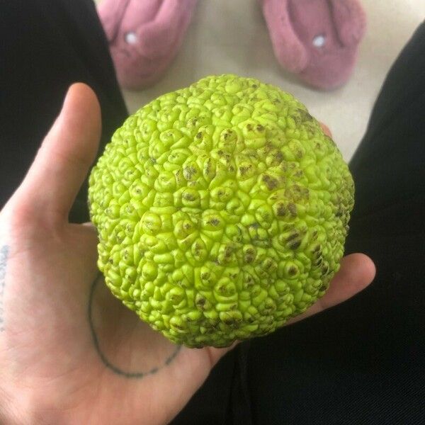 Maclura pomifera Gyümölcs