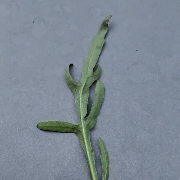 Diplotaxis tenuifolia Leaf