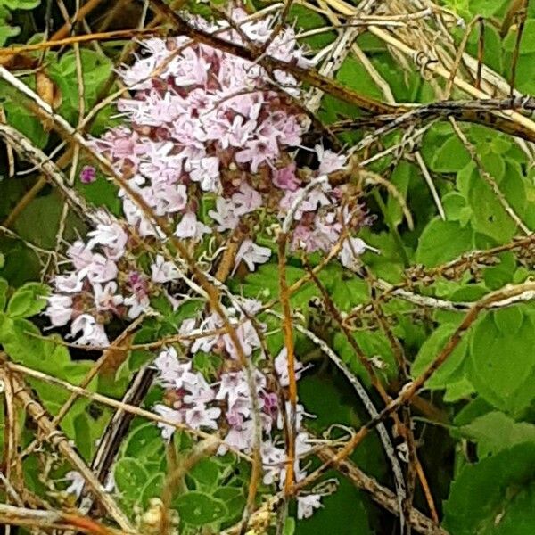 Origanum vulgare Flower