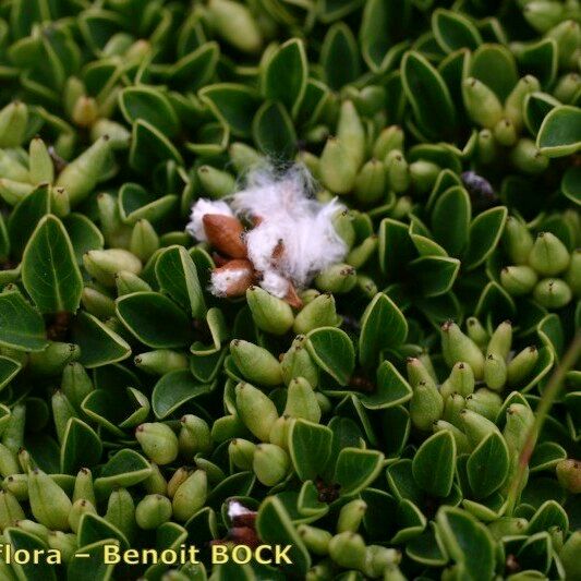 Salix serpillifolia Habit