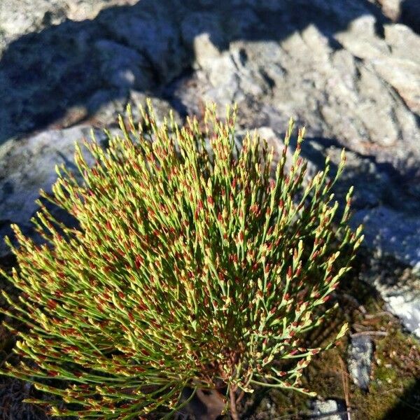 Hypericum gentianoides Folla