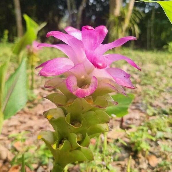 Curcuma aromatica ফুল