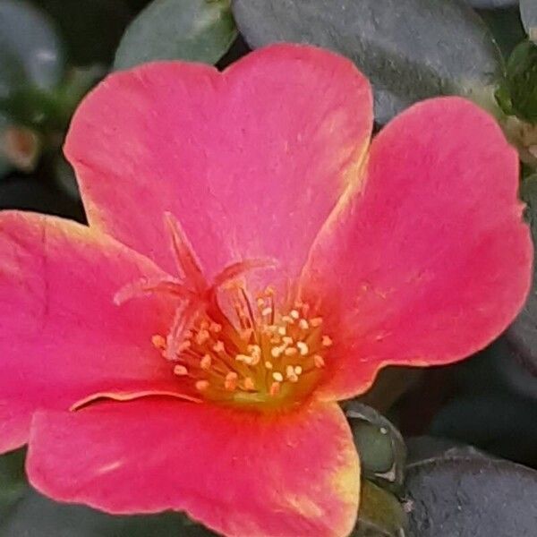 Portulaca umbraticola Flower