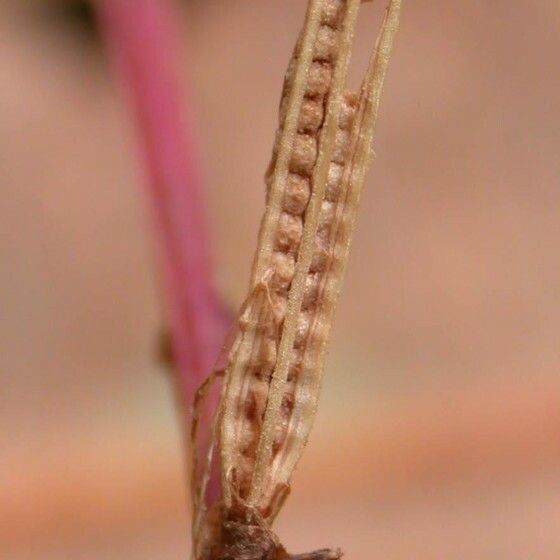 Ludwigia affinis Otro