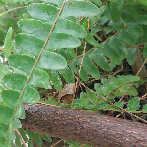 Nephrolepis cordifolia 葉