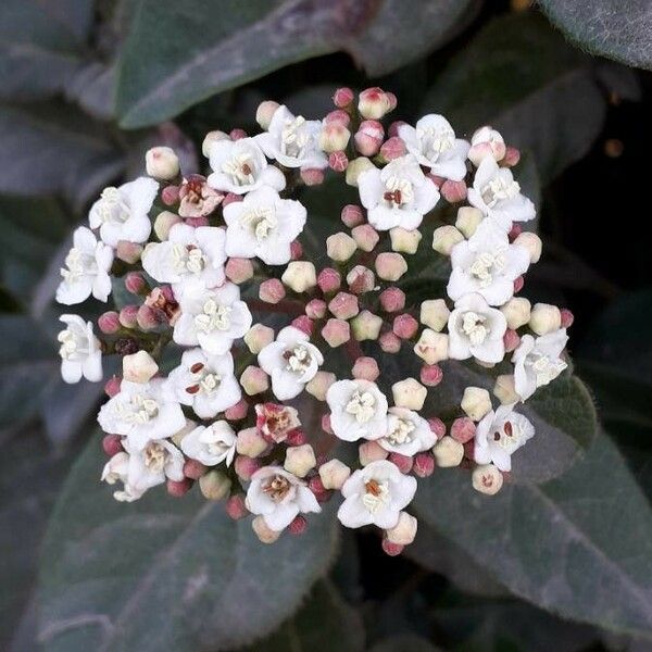 Viburnum tinus Floare