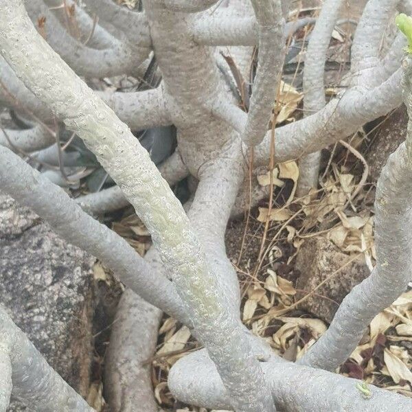 Euphorbia poissonii Bark