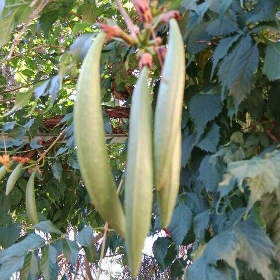 Campsis radicans Frutto