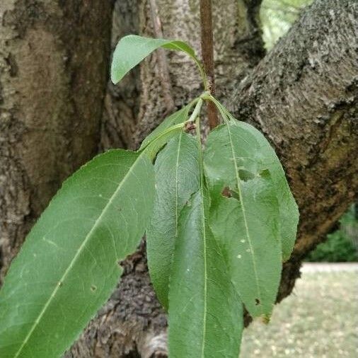 Prunus dulcis 叶