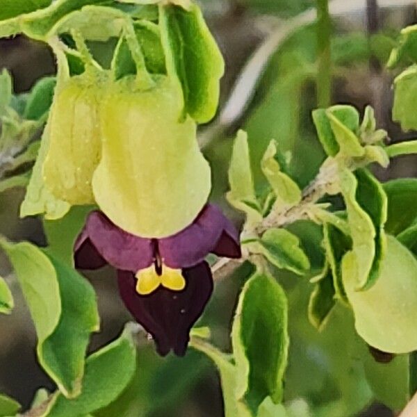 Tinnea aethiopica Květ