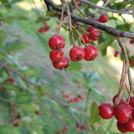 Aronia arbutifolia Fruit