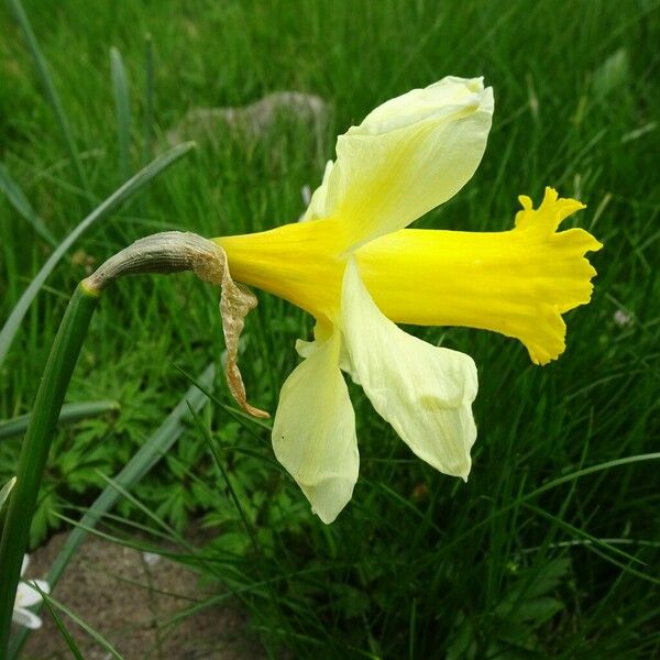 Narcissus bicolor പുഷ്പം