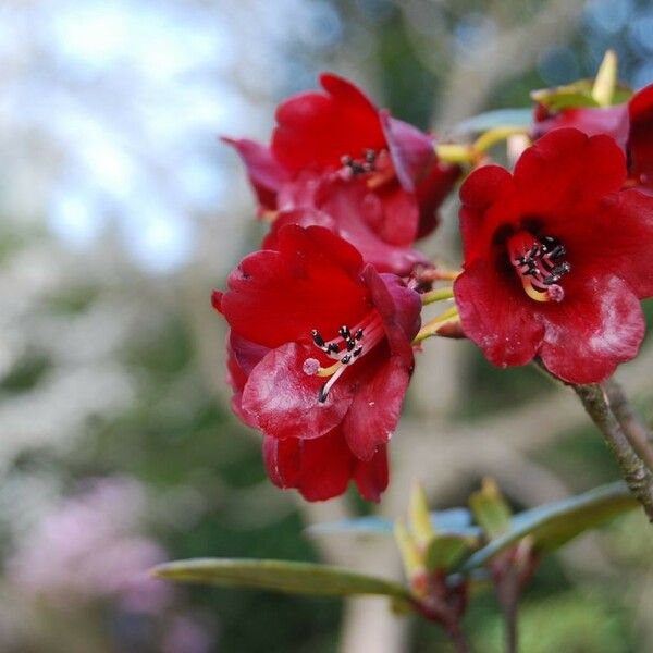 Rhododendron sanguineum Kwiat