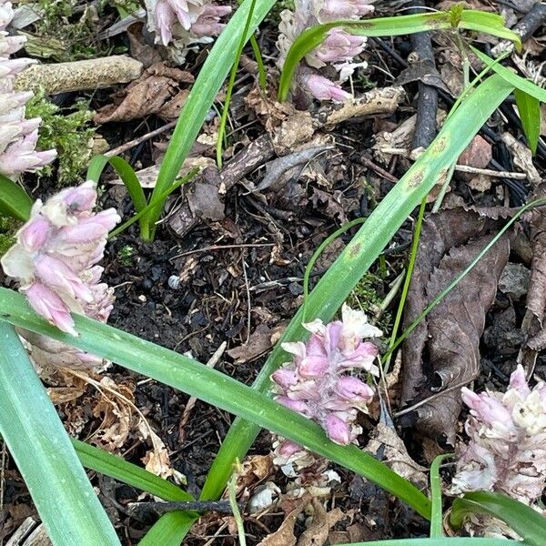 Lathraea squamaria Flower