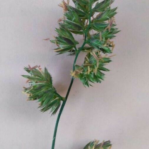 Dactylis glomerata Blad