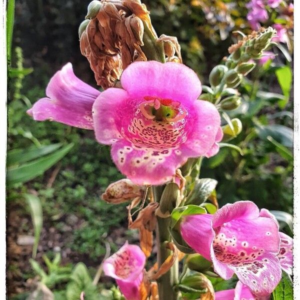 Digitalis purpurea Flors