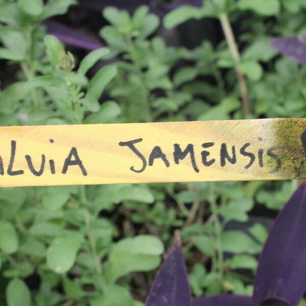 Salvia × jamensis autre