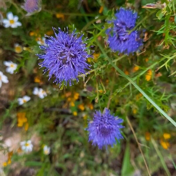 Jasione montana 花