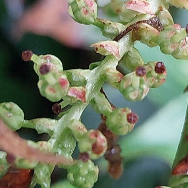 Leucothoe fontanesiana ഫലം