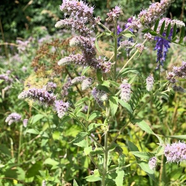 Mentha longifolia 花