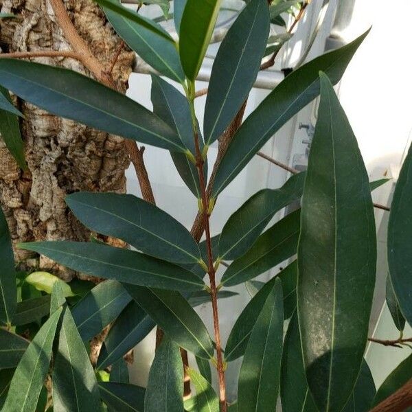 Syzygium jambos Leaf