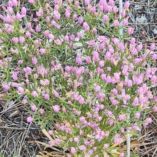 Centaurium quadrifolium Fleur