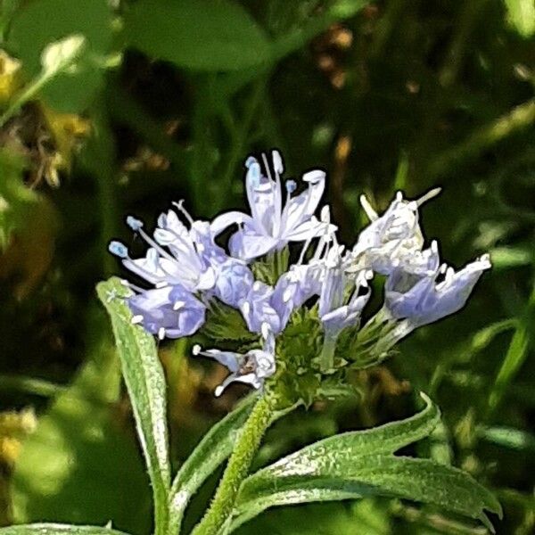 Gilia capitata Λουλούδι