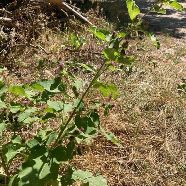 Arctium minus Vivejo