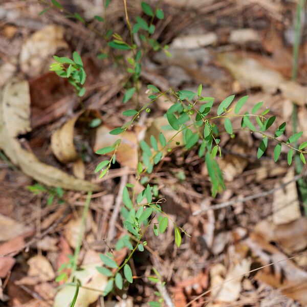 Phyllanthus virgatus Хабит