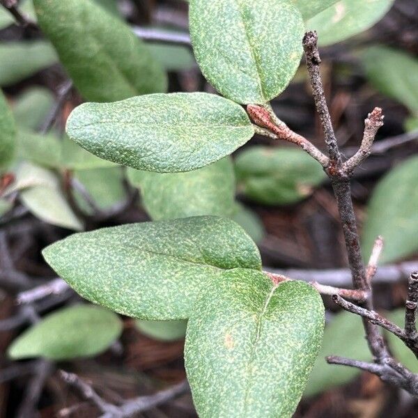 Shepherdia canadensis Folio